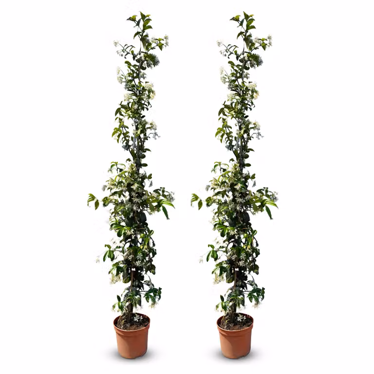 Sunny Tree - Gelsomino toscano - Rampicante - 2 pz - Pianta da esterno - Resistente a -18 - Trachelospermum Jasminoides - 160 cm