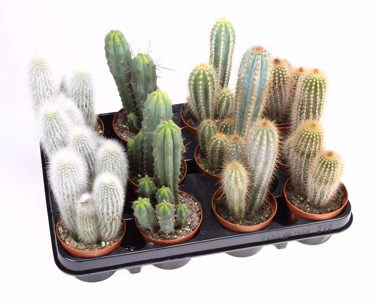 Set di 3 cactus misti a colonna – circa 20 cm – Piante da appartamento facili da curare in vaso da 8,5 cm – Ideali per la casa e l'ufficio