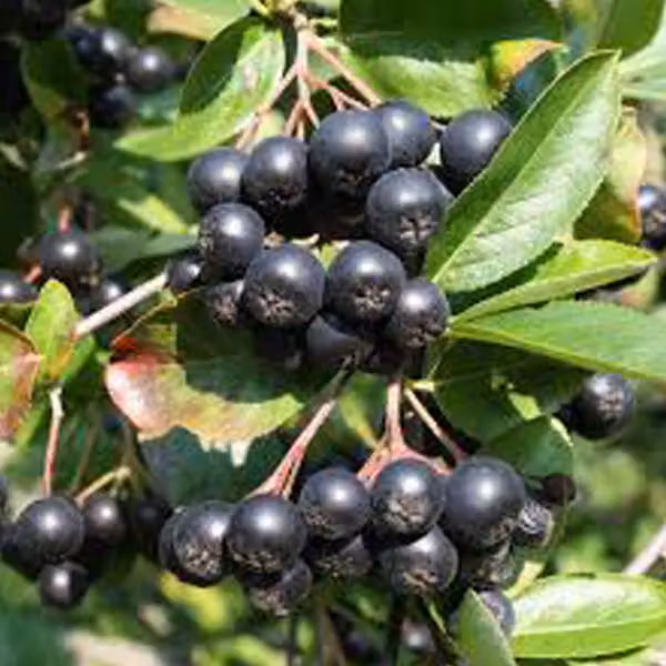 2 piante di Aronia melanocarpa (Apfelbeere) | Altezza: 40-60 cm, fornite in vaso