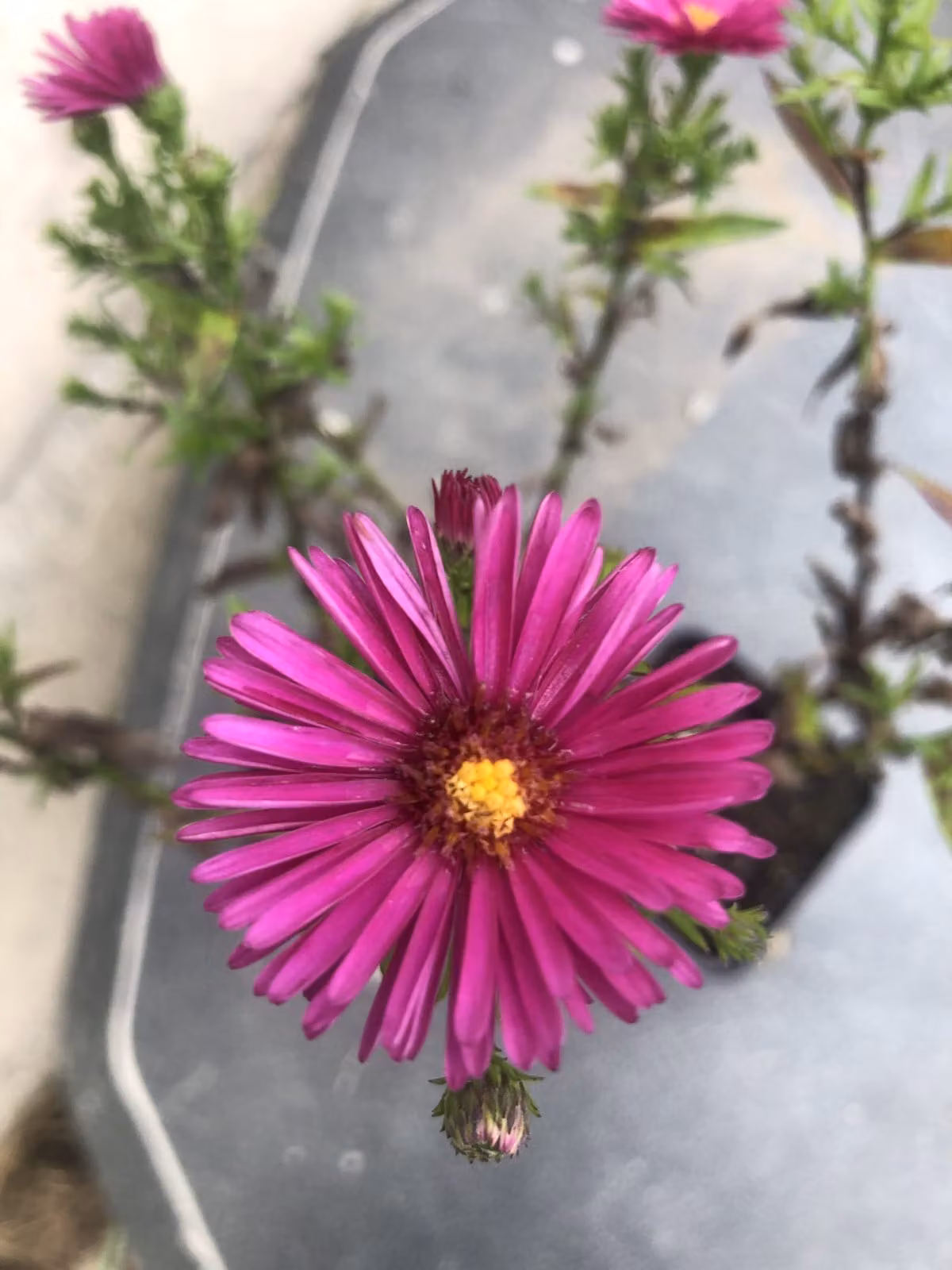 6 x Aster Dumosus 'Jenny' - Aster autunnale in vaso 9x9 cm