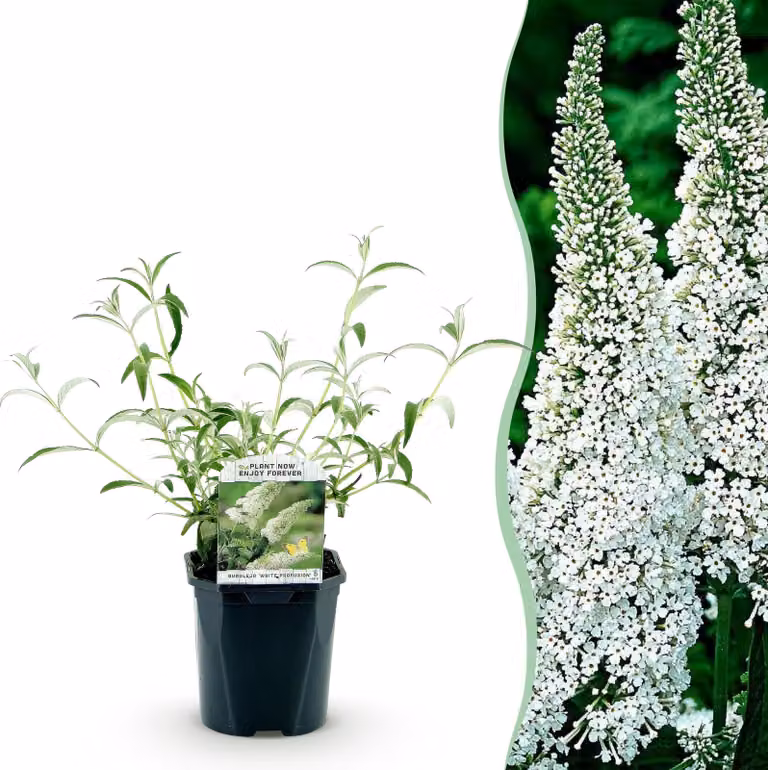 Cespuglio di farfalle - Buddleja davidii White Profusion - Fiore bianco - 1 Pianta - Deciduo - Attira le farfalle - 25-40cm - Ø18cm - Pianta da giardino
