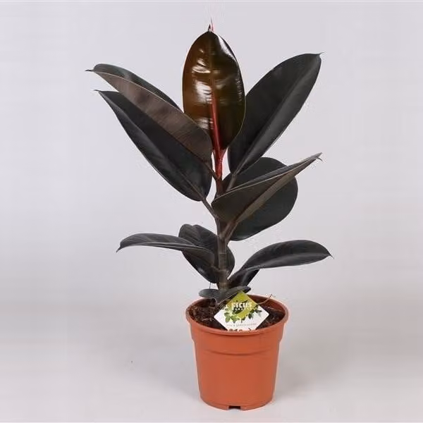 Albero della gomma Ficus elastica Abidjan 30-40 cm Pianta da appartamento