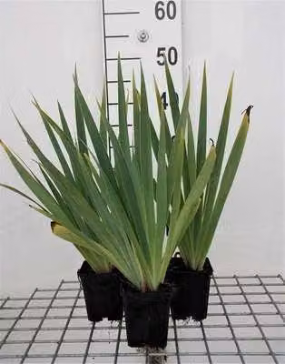 6 x Sisyrinchium striatum (lutescens) - Erba spada - vaso 9 x 9 cm