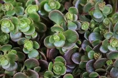 6 x Sedum 'Makinoi' - foglia grassa - vaso 9 x 9 cm