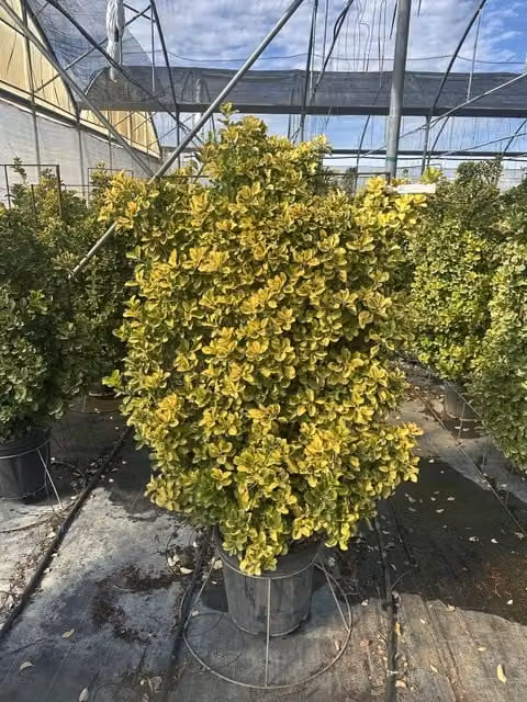 EUONYMUS JAPONICUS SPALL.40 AUREA (L.75 - H.120)