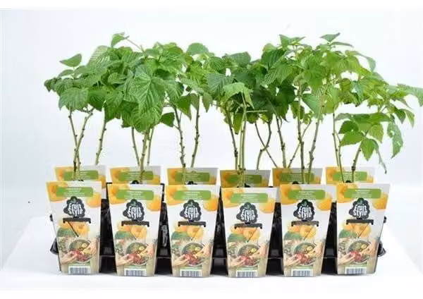 Rubus ideaus 'Fallgold' 2 litri 60-70 cm - Lampone - lampone giallo