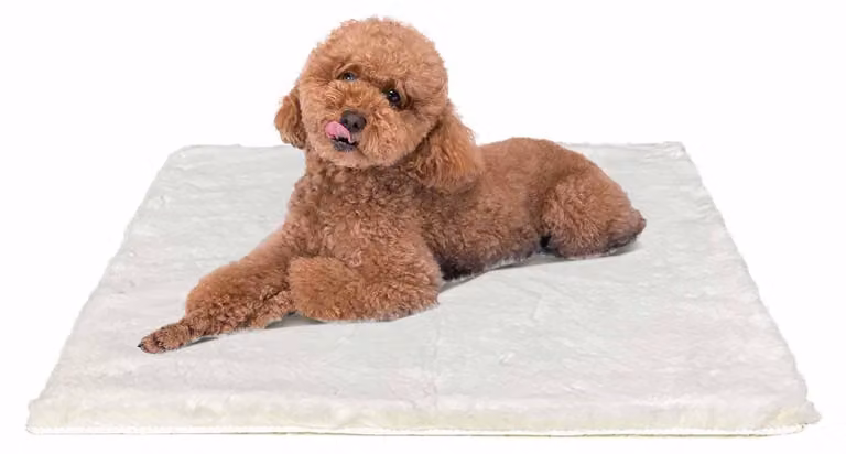 Cuccia morbida per cani di piccola taglia, lavabile e antiscivolo, color beige