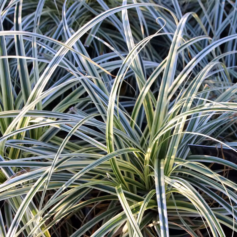Erba ornamentale Carex oshimensis Everest - Bianco - Foglie variegate di verde
