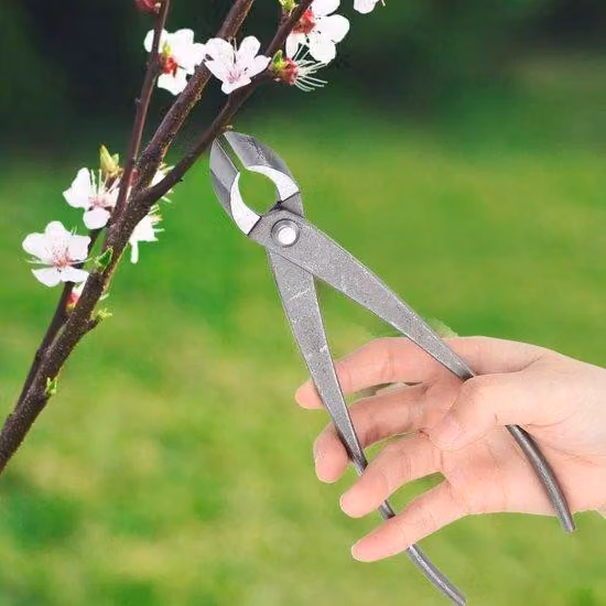 Forbici da giardino concave da 8 pollici per bonsai