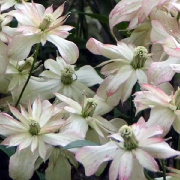 2 piante di *Clematis montana* 'Marjorie' | Altezza: 50-60 cm, in vaso