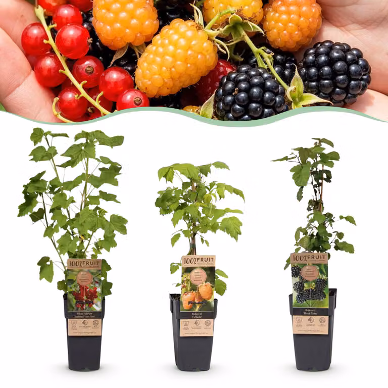 Miscela di Ribes-Rubes - Tricolore - Difficile - Bacca rossa - Mora nera - Lampone giallo - 3 piante - 40-50cm - Ø15cm - Pianta da giardino