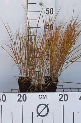 6 x Calamagrostis arundinacea (anemanthele/stipa ar) - Erba cavallina - Vaso 9x9 cm