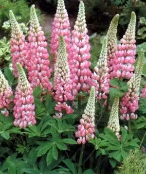 6 x Lupinus hybr. 'The Chatelaine' ('schlossfrau') - Lupino - vaso 9 x 9 cm