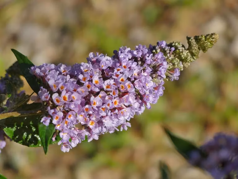 Buddleja davi. 'Lavender Cupcake' 25-30 cm Cespuglio di farfalle Lilla estivo - Lilla a lancia