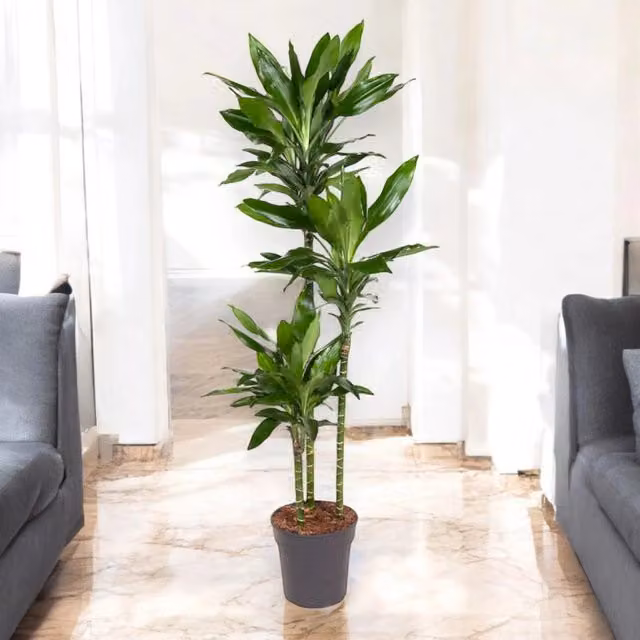 Gardenaria Dracaena fragrans 'Janet Lind' - Pianta da interno ornamentale Altezza: 150 cm (vaso 30)