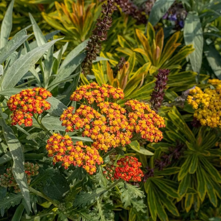 6 piante di Achillea ibrida - Achillea hybrida 'Feuerland' | Vaso da 9x9 cm