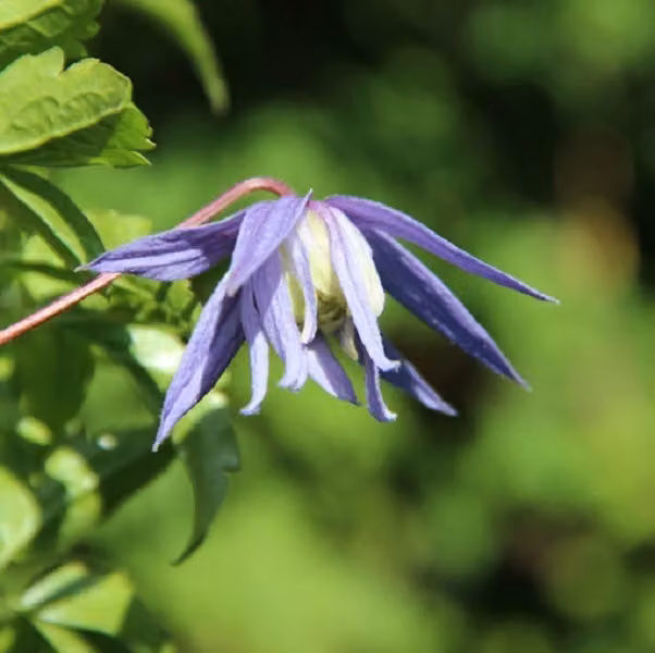 2 piante di Clematis alpina 'Frances Rivis' | Altezza: 50-60 cm, fornite in vaso