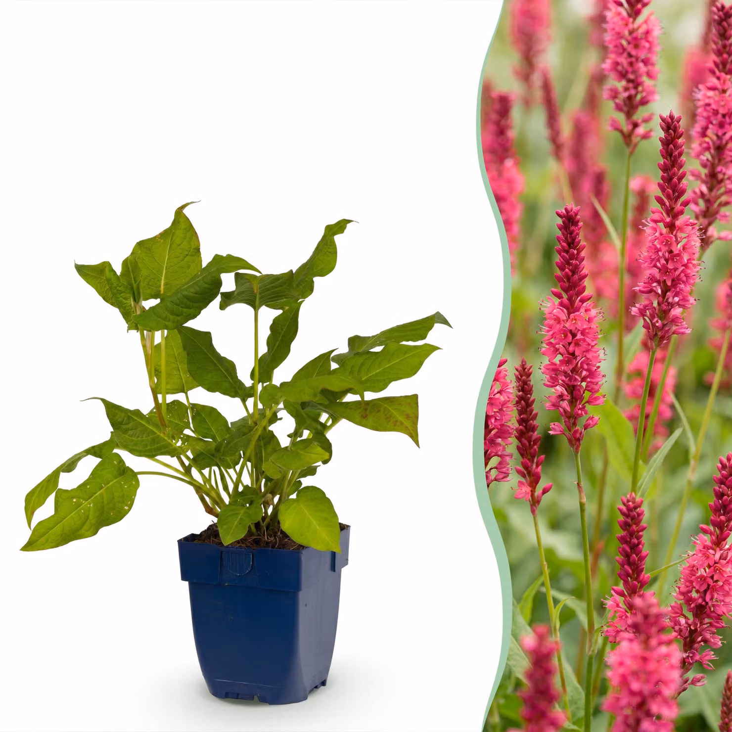 Persicaria amplexicaulis - Poligono - Ombra - Rosso - 3 piante - 15-25cm - Ø11cm - Pianta da giardino