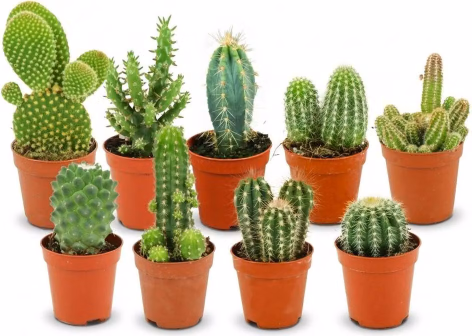 Set di mini cactus - 9 cactus - Ø5,5cm - Altezza 5-10cm - Piante da