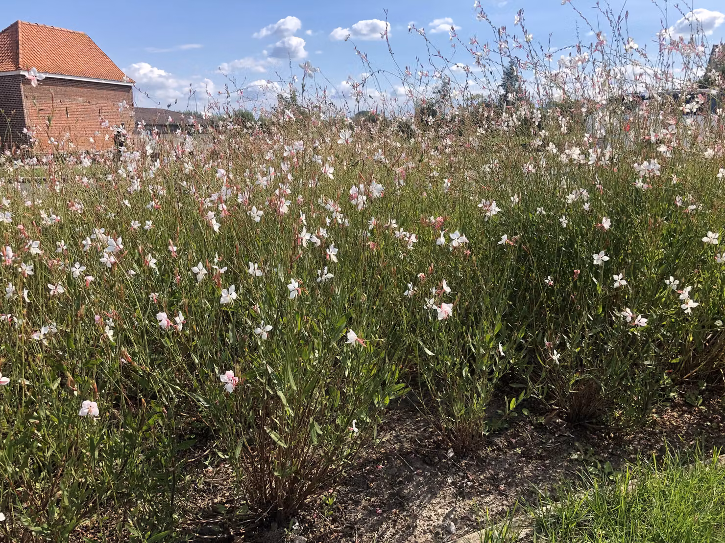 6 x Gaura lindheimeri - magnifica candela - vaso 9x9 cm