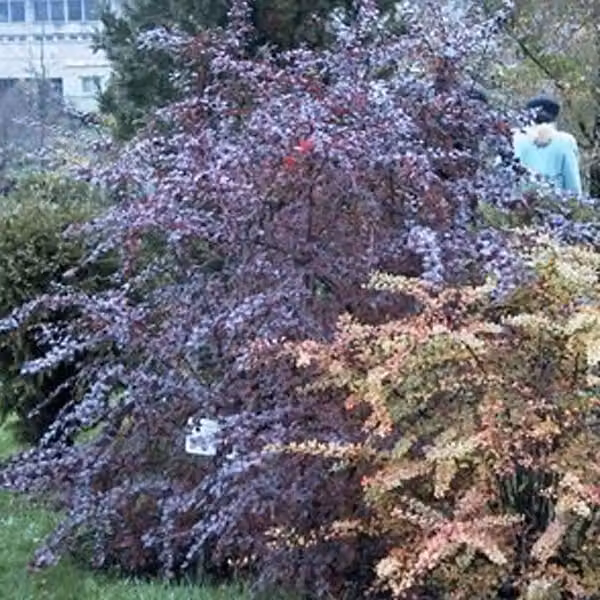 2 piante di Berberis ottawensis 'Superba' | Altezza: 40-50 cm, fornite in vaso