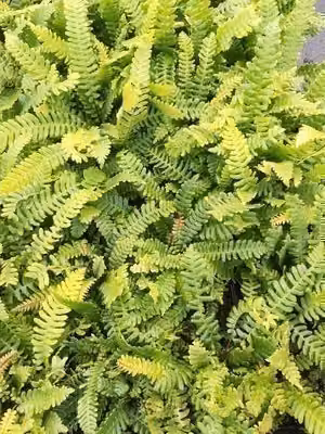 6 x Blechnum spicant - Felce a coste Spicant - Vaso 9 x 9 cm