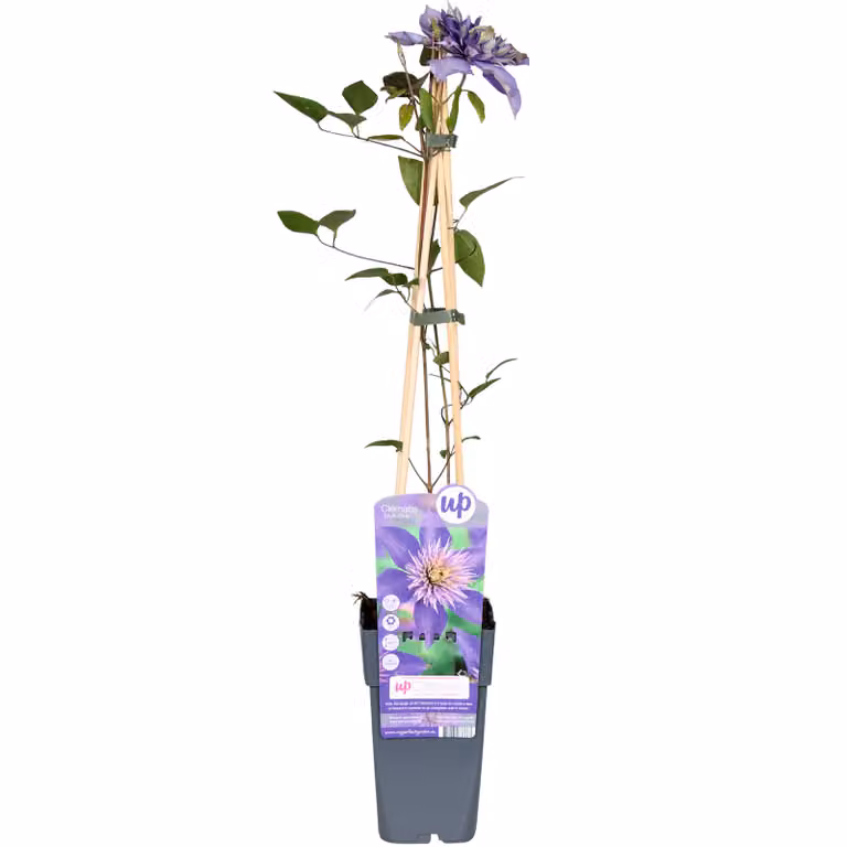 Clematis Multi Blue - Clematis Blue