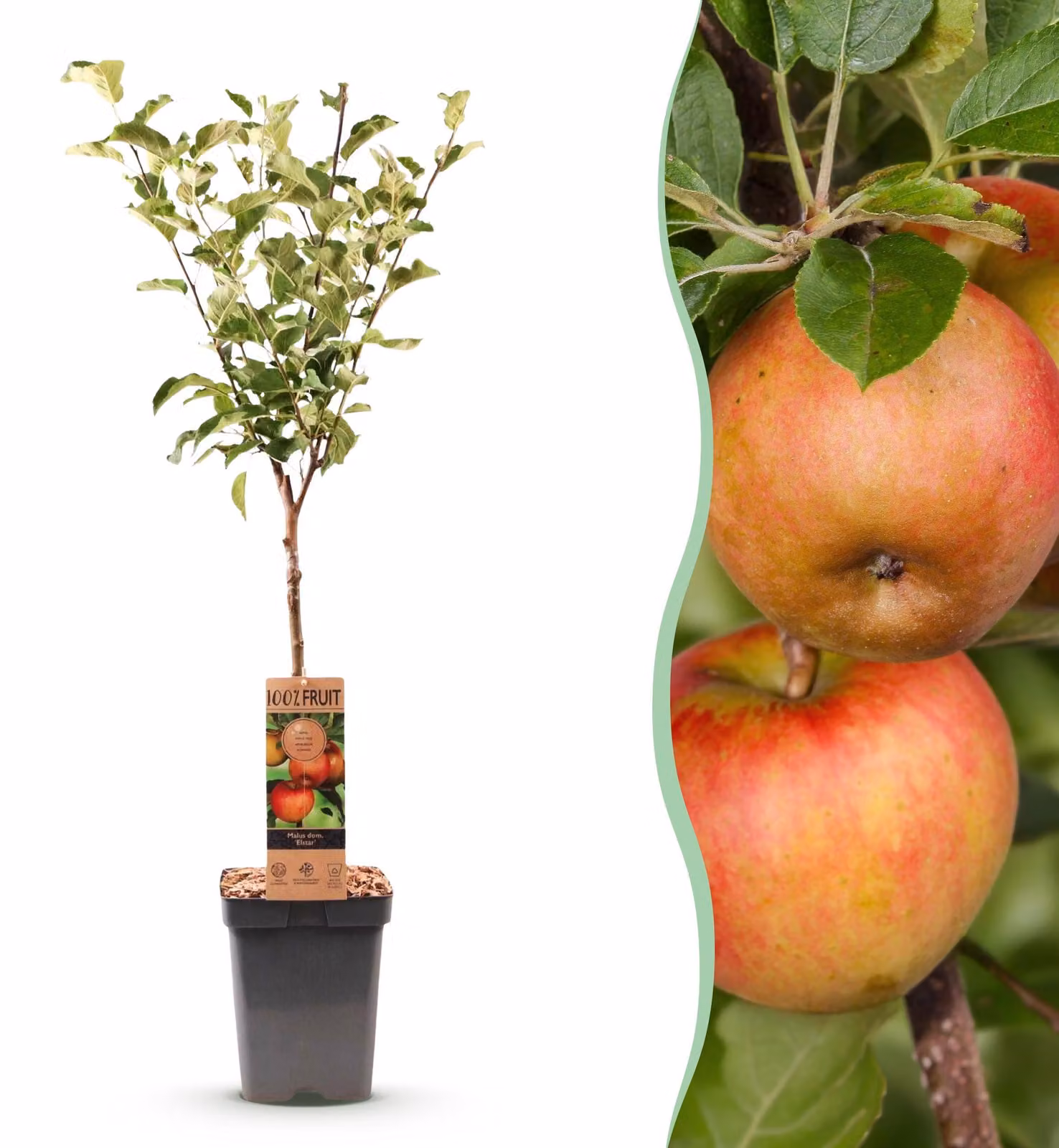 Pianta da frutto - Melo - Malus domestica Elstar - Mela rossa verde - 80-90cm - Ø21cm - Pianta da giardino