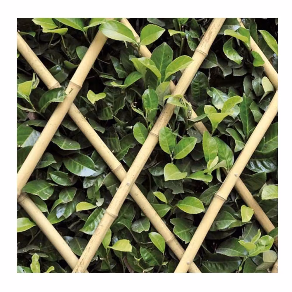 Multipack da 5 pezzi di tralicci estensibili in bamboo a canna grossa VERDEMAX colore marrone L: 240 cm, H: 180 cm – 2
