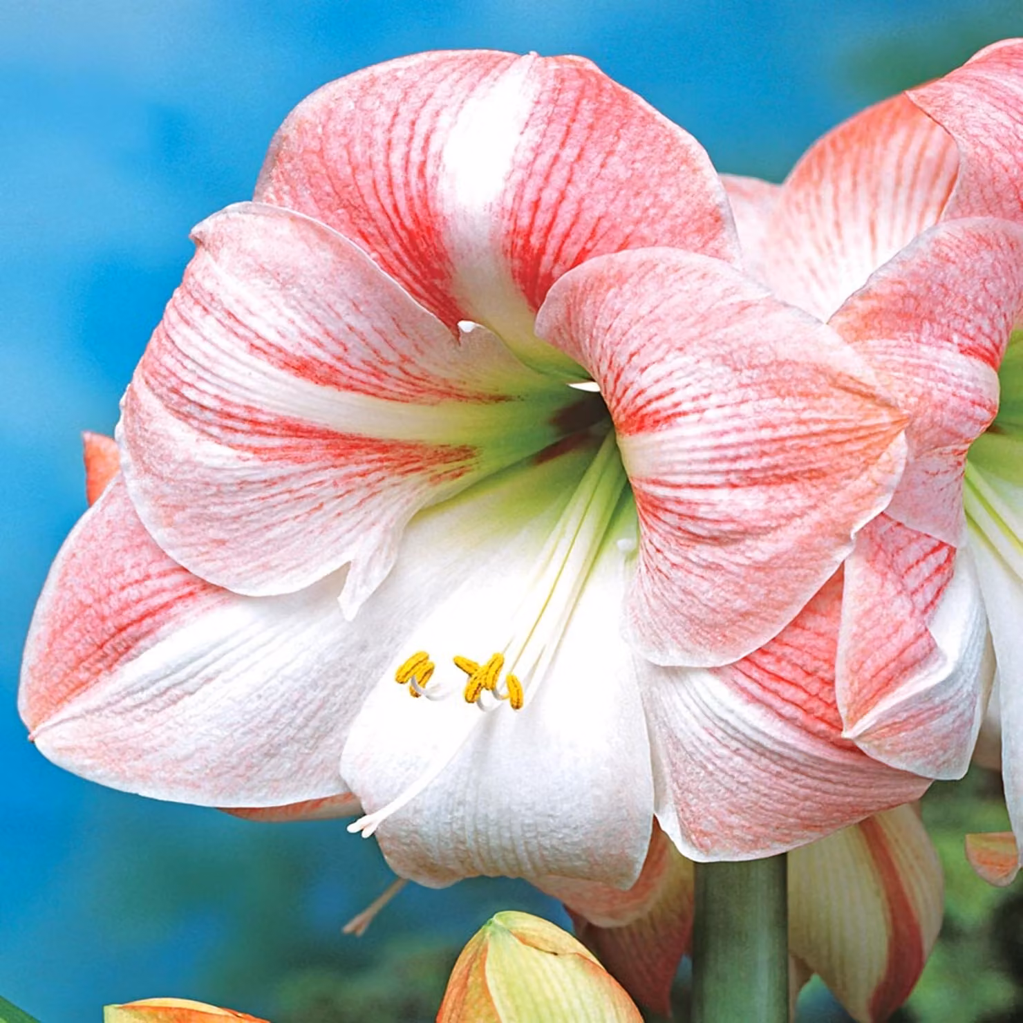 Hippeastrum Zwartnica Amarylis Apple Blossom 1 pz Bulbi Bulbi di amarilli
