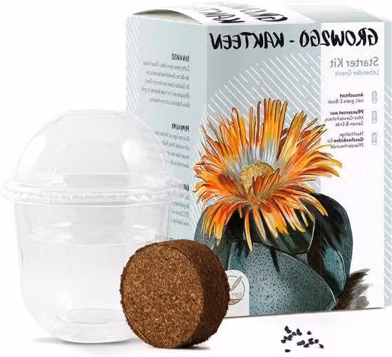 Set di piccoli cactus con semi e terriccio, di lunga durata
