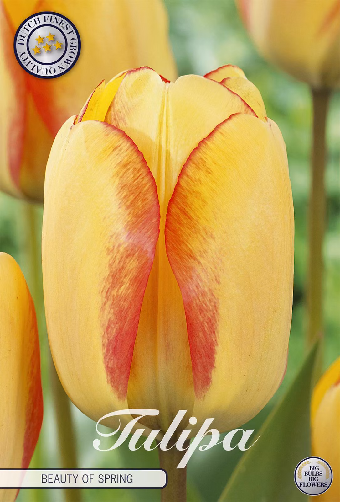 Tulipa - Ibrido di Darwin - La bellezza della primavera