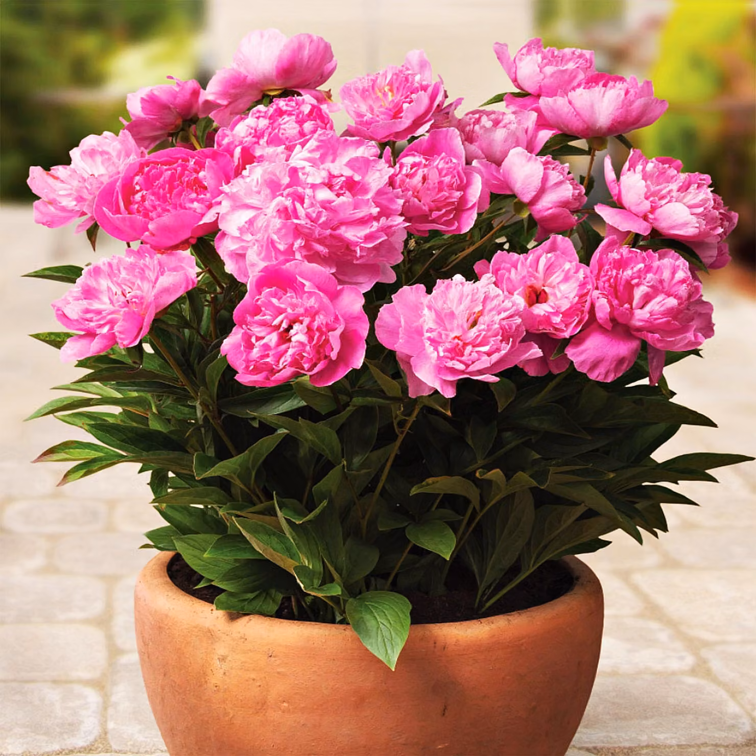 Paeonia Peonia piantina Patio Rome 1 pz Peonie piantine Profumate