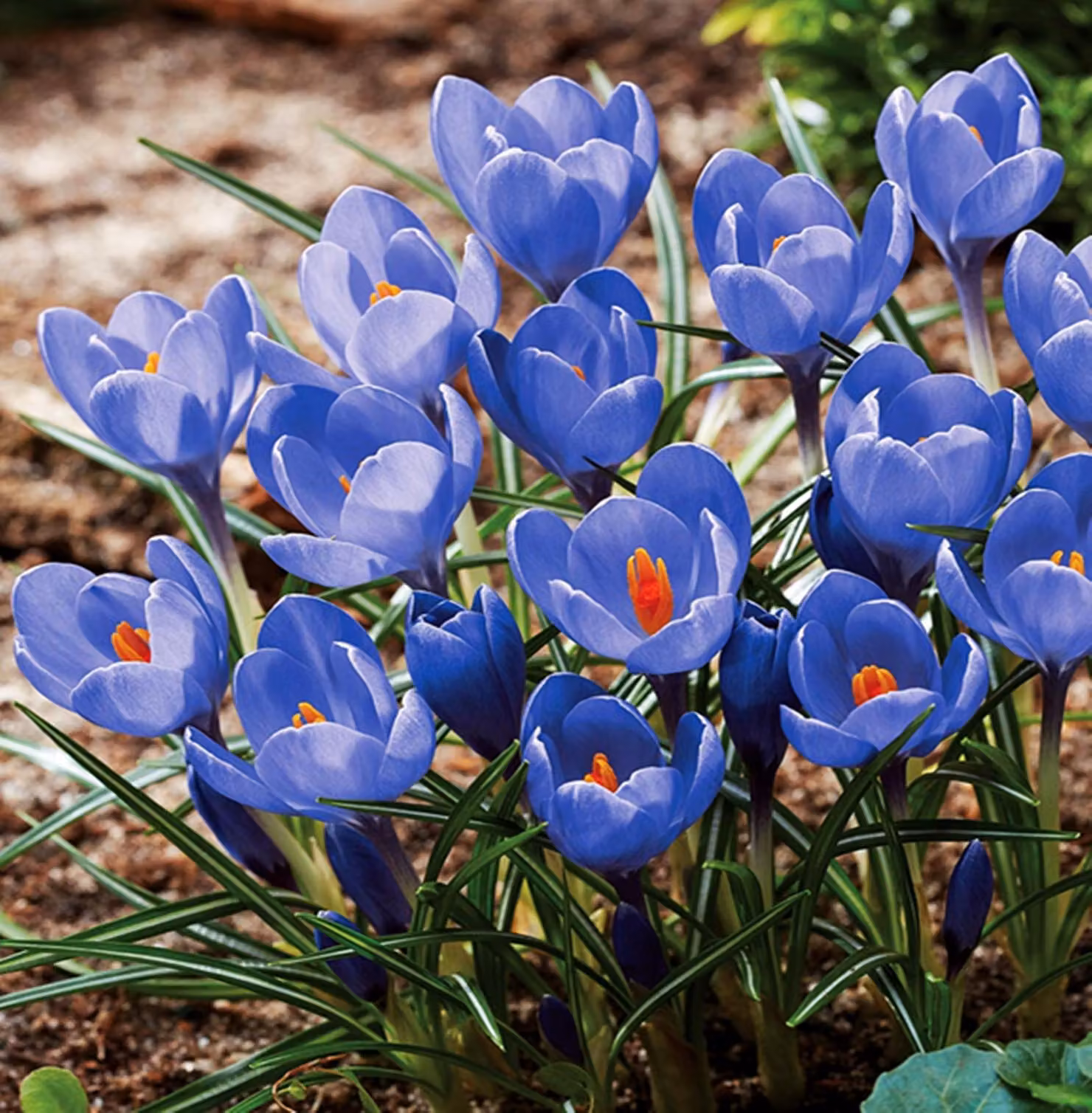 Bulbi da fiore Bulbi Crocus a fiore grande Crocus Aqua 10 pz.