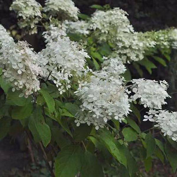 2 ortensie - Hydrangea paniculata 'Phantom' | Altezza: 40-50 cm, in vaso