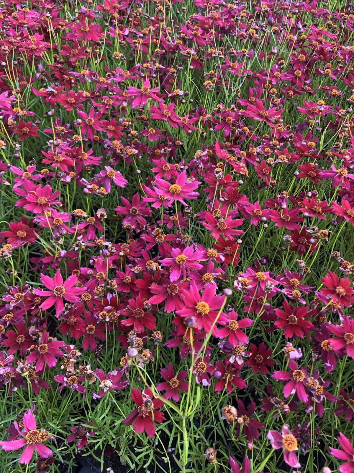 6 x Coreopsis verticillata 'Ruby Red' - occhi di fanciulla in vaso 9x9 cm