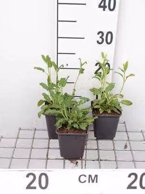6 x Salvia nemorosa - Muschio a stella - Vaso 9 x 9 cm