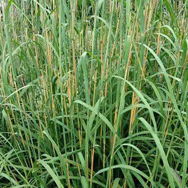6 piante di *Andropogon gerardii* (Gerards Blauhalm) | Vaso da 9x9 cm