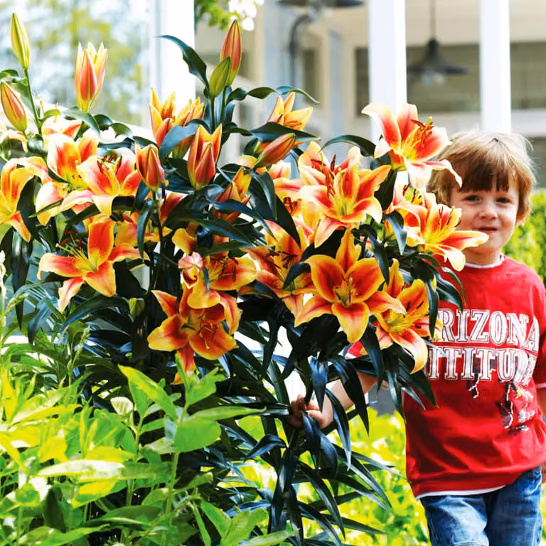 Gigli Bulbi di fiori Fiori Giglio di Montego Bay 1 pz.