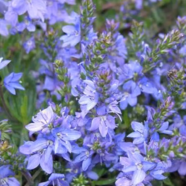 6 piante di Veronica prostrata 'Blue Sheen', varietà a portamento strisciante, in vaso da 9x9 cm