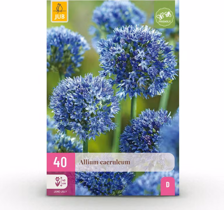 Bulbi da fiore - Allium 'Caeruleum' - Blu - 40 piante - Bulbo di dimensione 4/5 - 50-150cm - Ø10cm - Pianta da giardino - Multideal