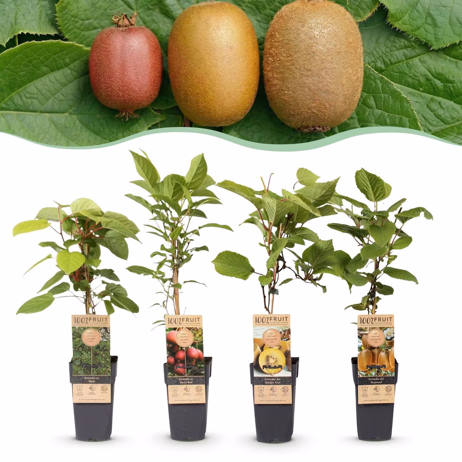 Actinidia Weiki & Hayward, Ken,s Red, Golden Kiwi - Pianta di kiwi - 1 Maschio - 3 Femmine - Piante - Verde-Rosso-Giallo - 40-50cm - Ø15cm - Pianta da giardino