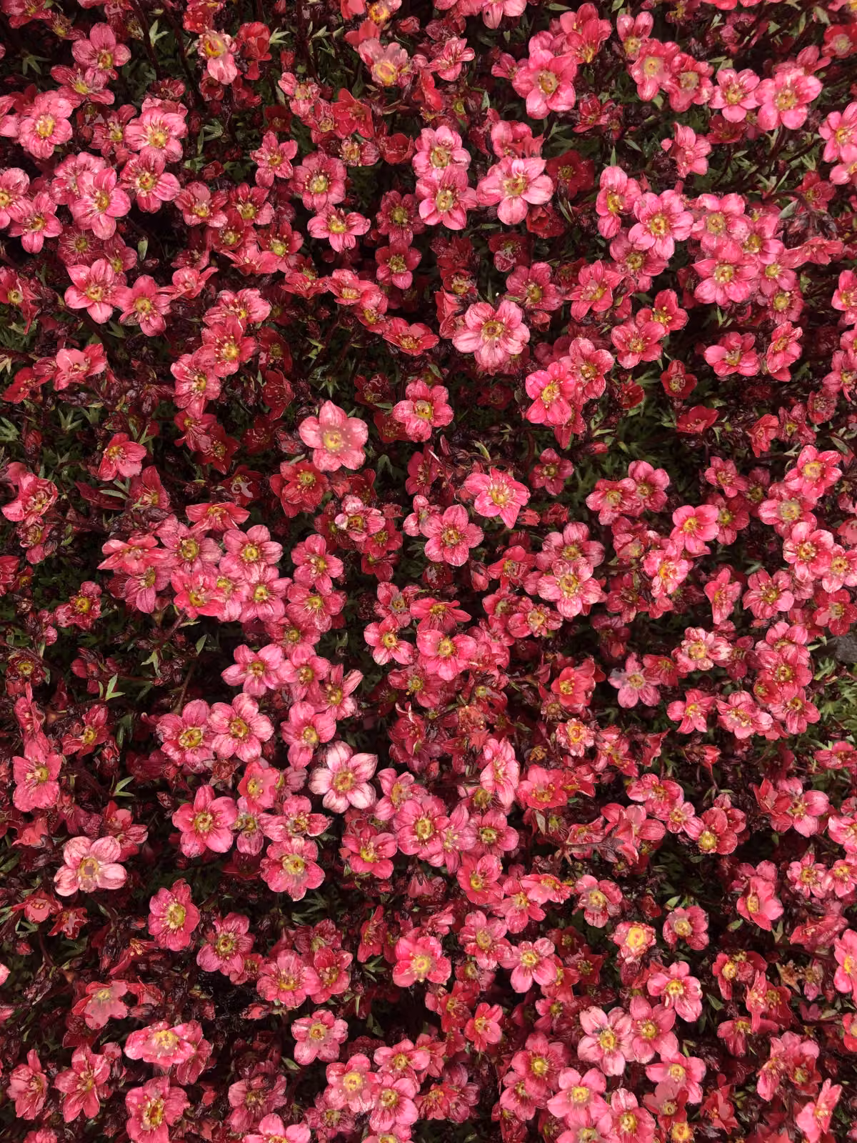 6 x Saxifraga (A) Peter Pan - Saxifraga muschiata robusta - resistente - vaso 9 x 9 cm