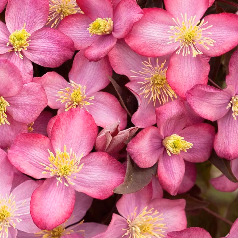 2 piante di *Clematis montana* 'Freda' | Altezza: 50-60 cm, fornite in vaso
