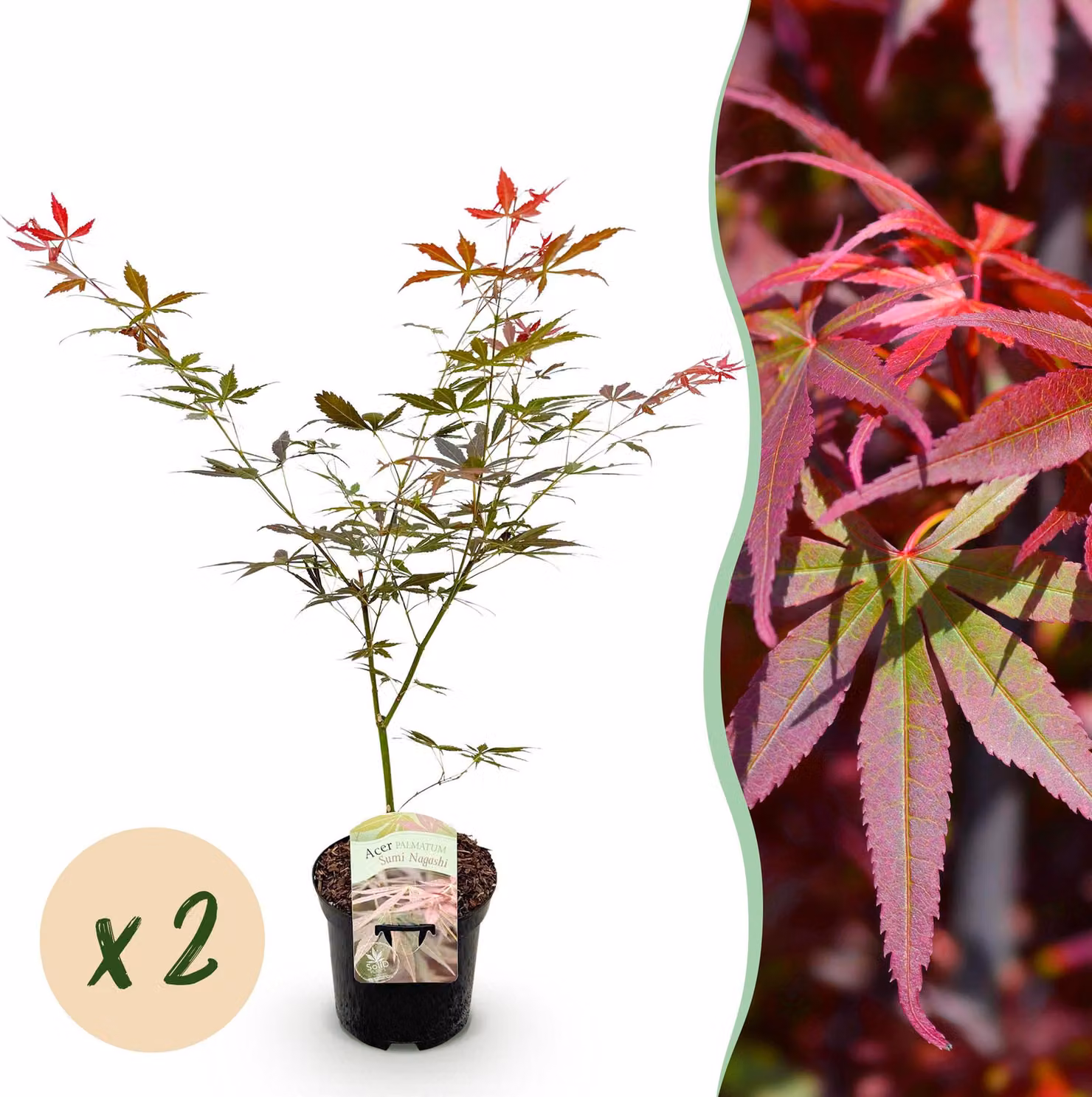 Pianta da terrazzo - Acero giapponese - Acer palmatum Sumi-nagashi - Rosso - 2 Piante - Deciduo - 60-70cm - Ø25cm - Pianta da giardino