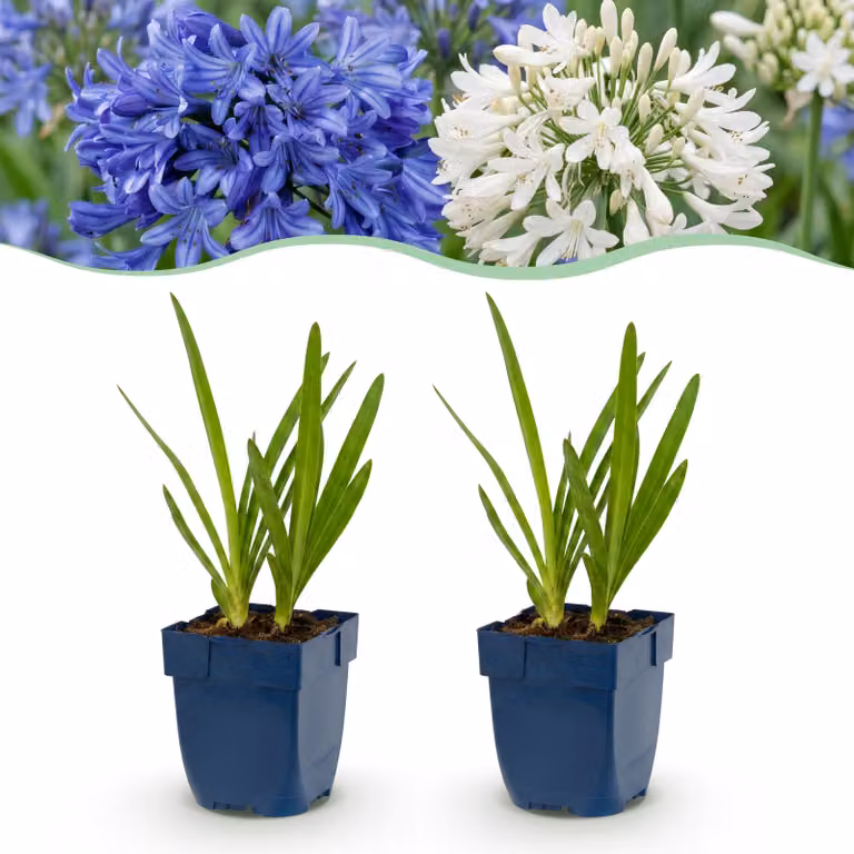 Agapanthus Duo - Giglio africano - Attira api e farfalle - Blu - Bianco - 24 piante - 15-25cm - Ø11cm - Pianta da giardino