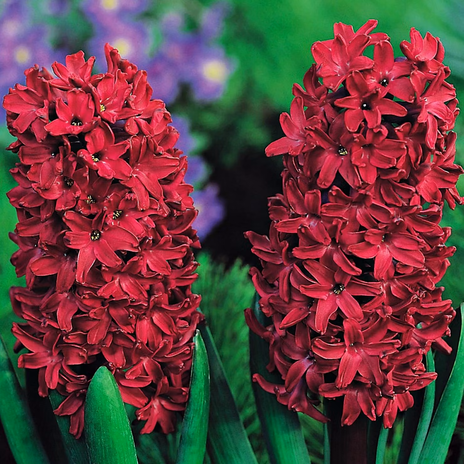 Bulbi di giacinto Bulbi di fiori Hyacinthus Woodstock 3 pz.