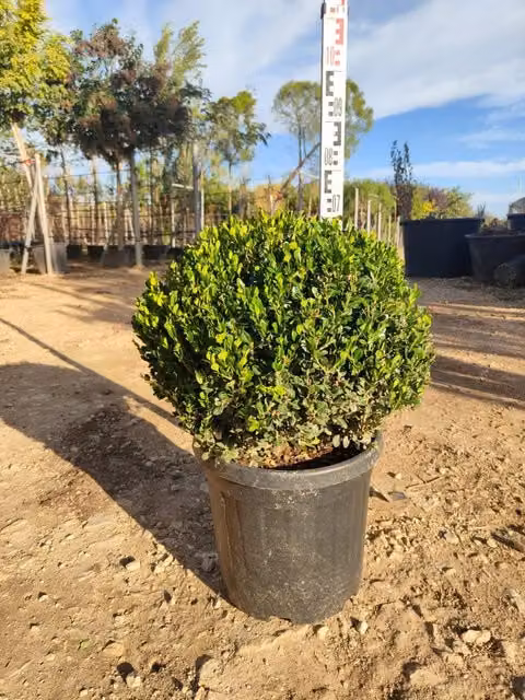 Bosso Buxus Microphylla Faulkner a Palla di Vivaio Garden Forest con Vaso, Sempreverde Verde per Esterno