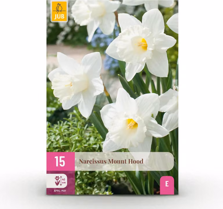 Bulbi da fiore - Narciso 'Mount Hood' - Bianco - 15 piante - Bulbo misura 10/12 - 15-30cm - Ø5cm - Pianta da giardino - Multideal