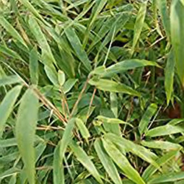 Bambù - Fargesia murieliae 'Rufa' | 60-80 cm in vaso